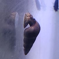 Lot de 6 escargot tylomelania livraison gratuite #3