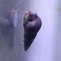 Lot de 6 escargot tylomelania livraison gratuite #5