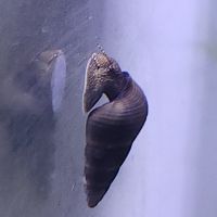 Lot de 6 escargot tylomelania livraison gratuite #6