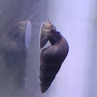 Lot de 6 escargot tylomelania livraison gratuite #7