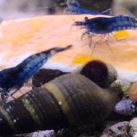 Lot de 6 escargot tylomelania livraison gratuite #10