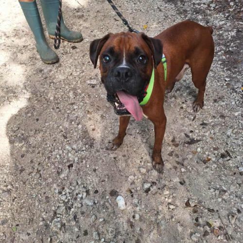 Rouky, le croisé boxer créole #6