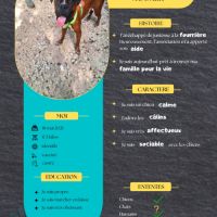 Rouky, le croisé boxer créole #1