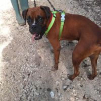 Rouky, le croisé boxer créole #2