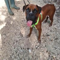 Rouky, le croisé boxer créole #3