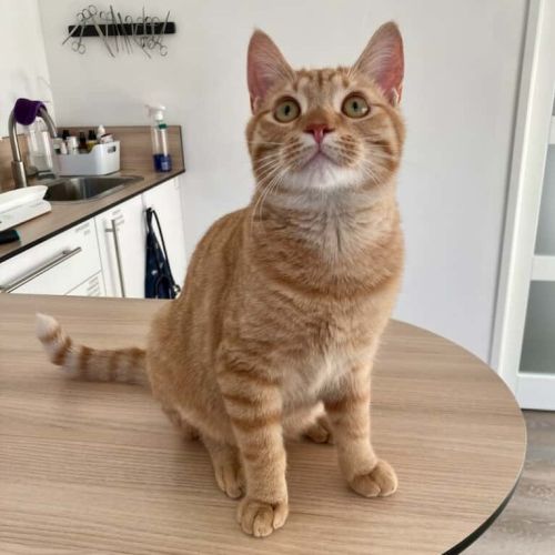 Doudou à l'adoption #1