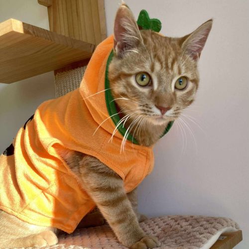 Doudou à l'adoption #3