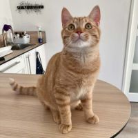 Doudou à l'adoption #1