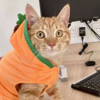 Doudou à l'adoption