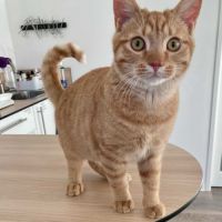 Doudou à l'adoption #4