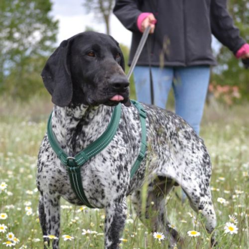 Milan 4 ans, un compagnon doux et plein d'amour #0