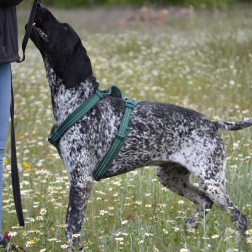 Milan 4 ans, un compagnon doux et plein d'amour #5