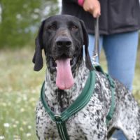 Milan 4 ans, un compagnon doux et plein d'amour #1