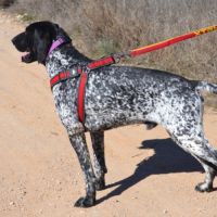 Milan 4 ans, un compagnon doux et plein d'amour #2