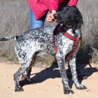 Milan 4 ans, un compagnon doux et plein d'amour #3