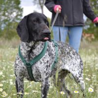 Milan 4 ans, un compagnon doux et plein d'amour