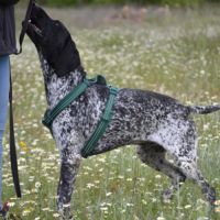 Milan 4 ans, un compagnon doux et plein d'amour #5