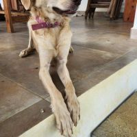 Suzie la douce et belle louloute #5