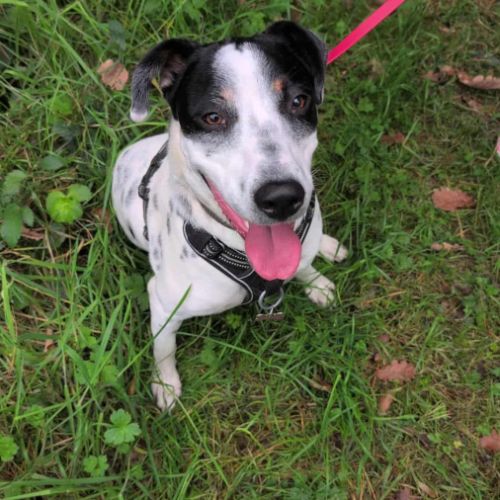 Vador l'adorable petit guerrier tripatte #1