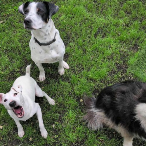 Vador l'adorable petit guerrier tripatte #9