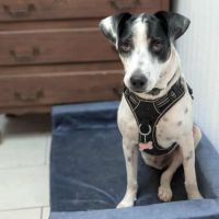 Vador l'adorable petit guerrier tripatte #4