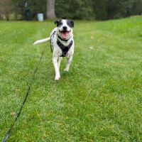 Vador l'adorable petit guerrier tripatte #5