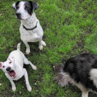 Vador l'adorable petit guerrier tripatte #9