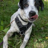 Vador l'adorable petit guerrier tripatte #10