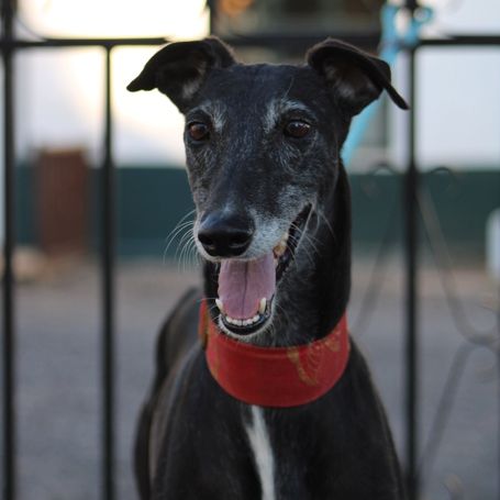 Mora 6 ans, une merveilleuse galga à adopter #0