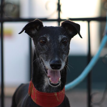 Mora 6 ans, une merveilleuse galga à adopter #4