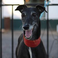 Mora 6 ans, une merveilleuse galga à adopter