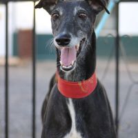 Mora 6 ans, une merveilleuse galga à adopter #2