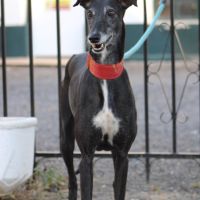 Mora 6 ans, une merveilleuse galga à adopter #3
