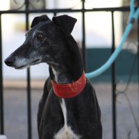 Mora 6 ans, une merveilleuse galga à adopter #5