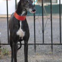 Mora 6 ans, une merveilleuse galga à adopter #6