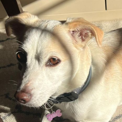 Sara 6ans, petite chienne parfaite #4