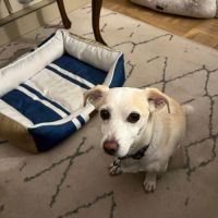 Sara 6ans, petite chienne parfaite #2