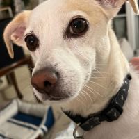 Sara 6ans, petite chienne parfaite #3