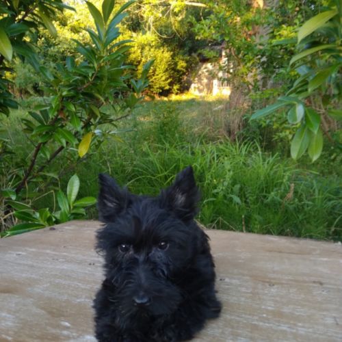 Terrier écossais #1