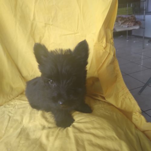 Terrier écossais #0