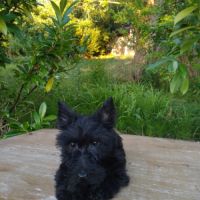 Terrier écossais #1