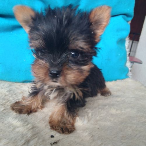 Yorkshire terrier #2