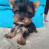 Yorkshire terrier #0