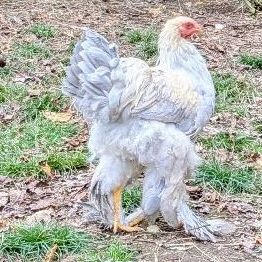 Jeunes coqs brahma isabelle
