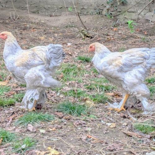 Jeunes coqs brahma isabelle #2
