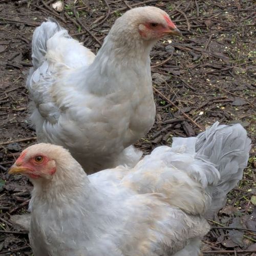 Jeunes coqs brahma isabelle #0
