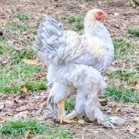 Jeunes coqs brahma isabelle