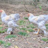 Jeunes coqs brahma isabelle #2