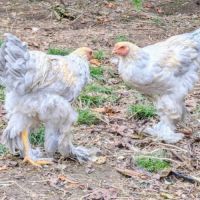 Jeunes coqs brahma isabelle #3