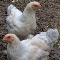 Jeunes coqs brahma isabelle #0